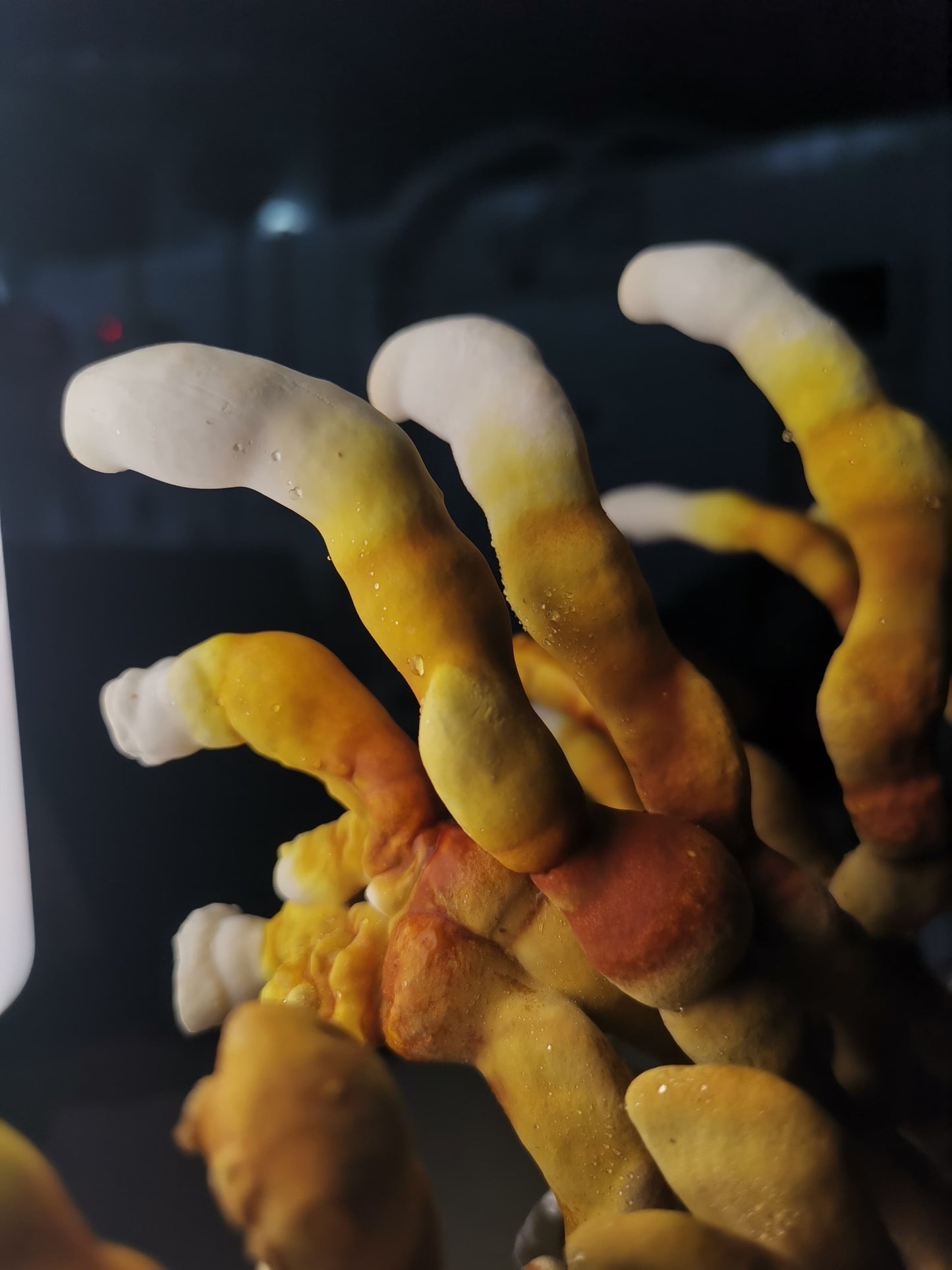 Extracto Reishi - Sueño