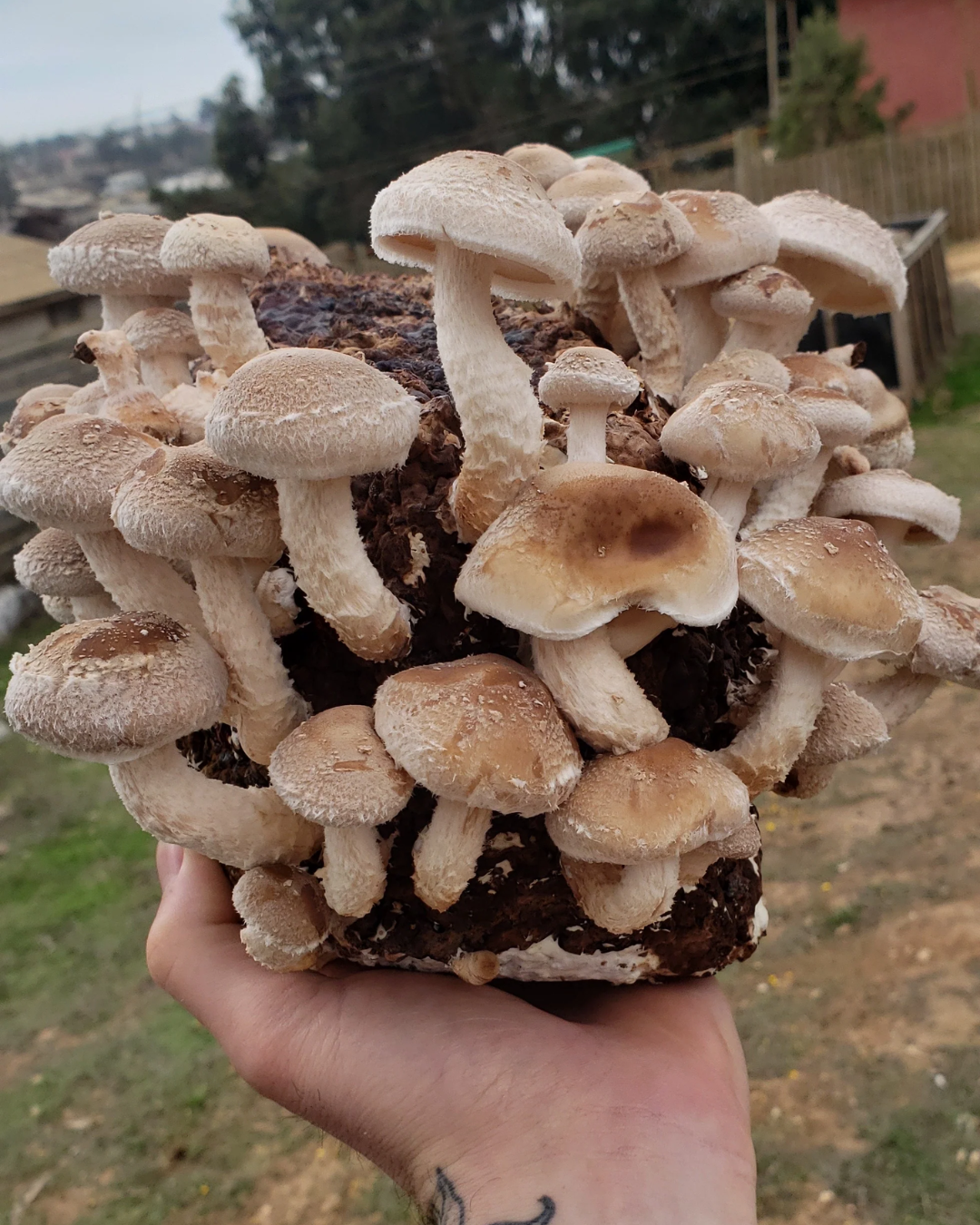 Extracto Shiitake - Sistema Inmune e Inflamación