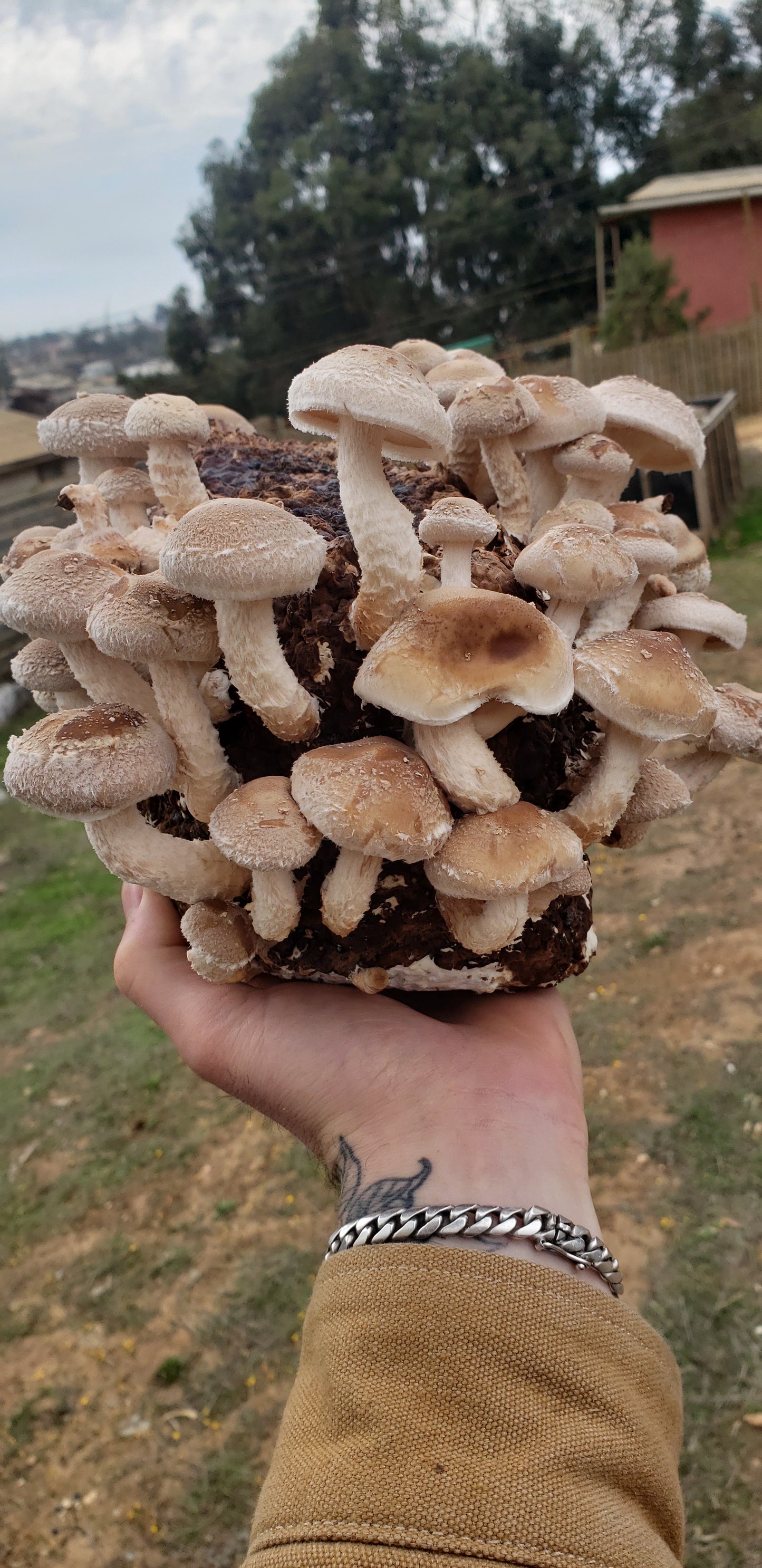 Extracto Shiitake - Sistema Inmune e Inflamación