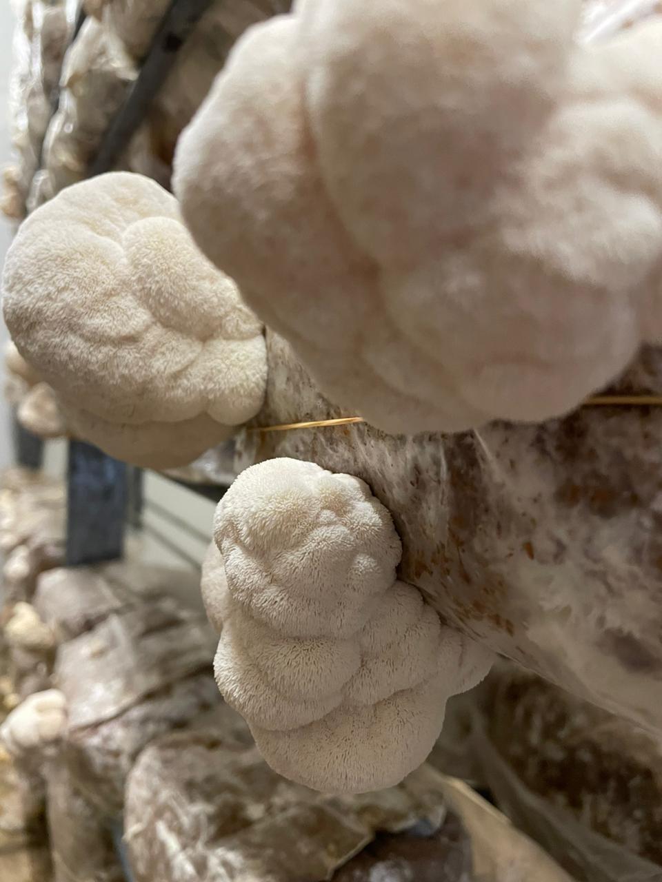 🧠😌 PACK FOCO & CALMA