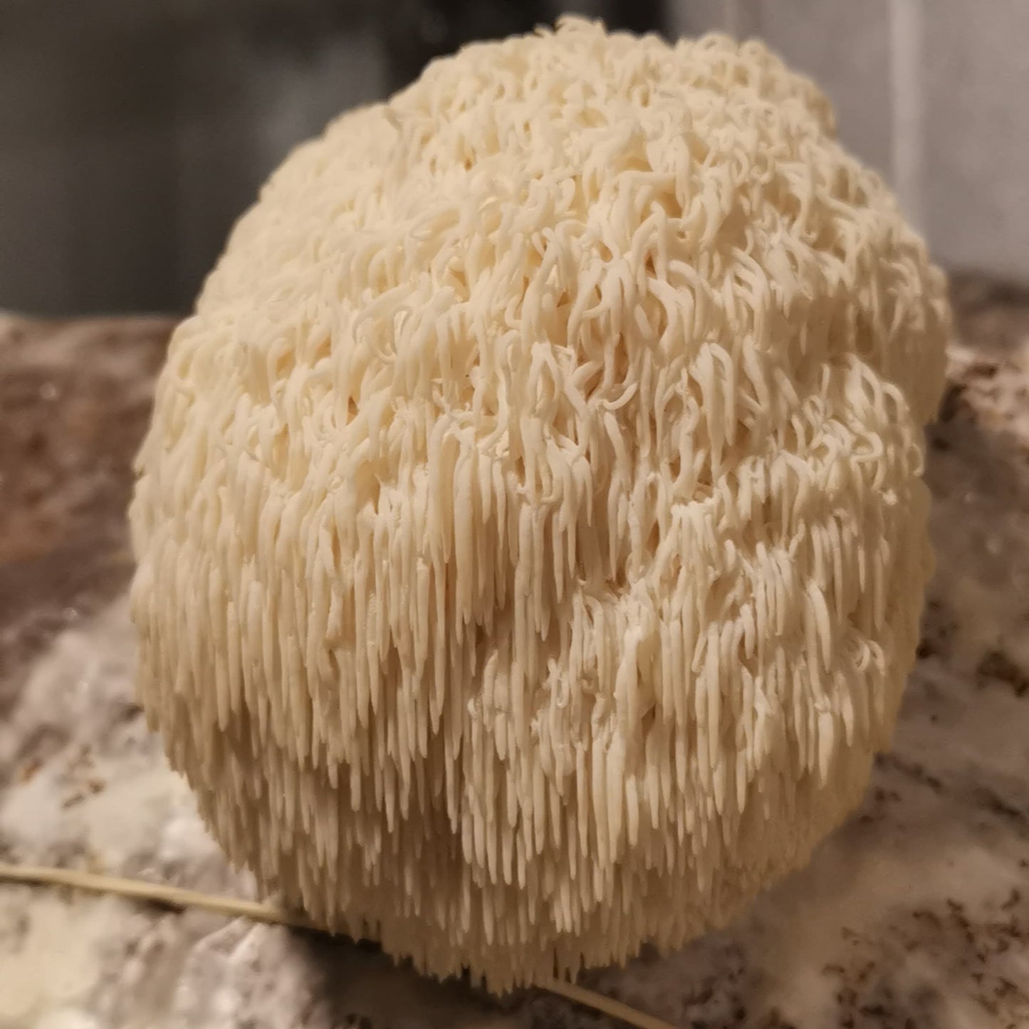 Extracto Melena de Leon - Memoria