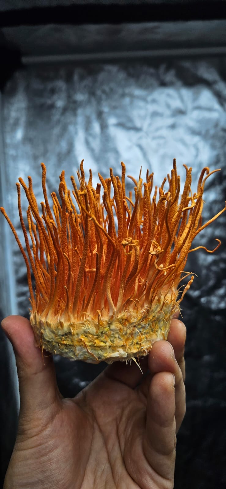 Extracto Cordyceps - Energía