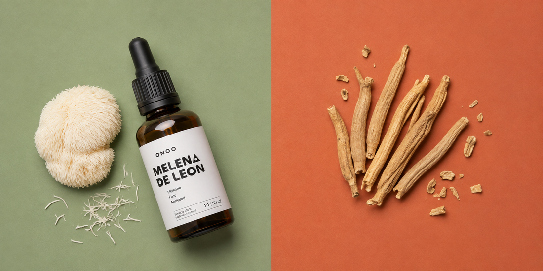 Melena de León vs Ashwagandha: cuál elegir según lo que buscas