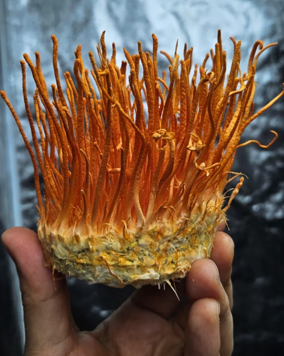 Extracto Cordyceps - Energía