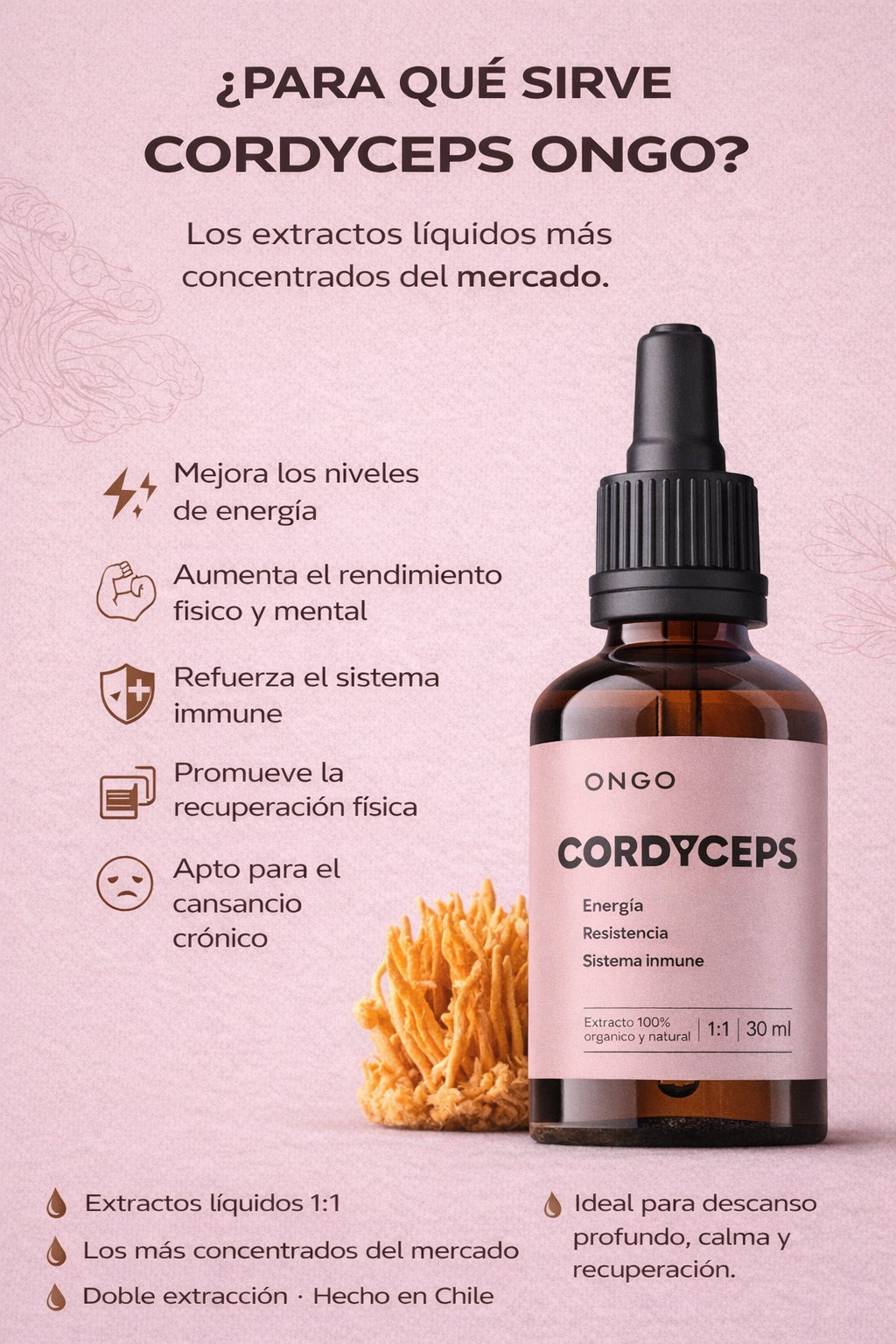 Extracto Cordyceps - Energía
