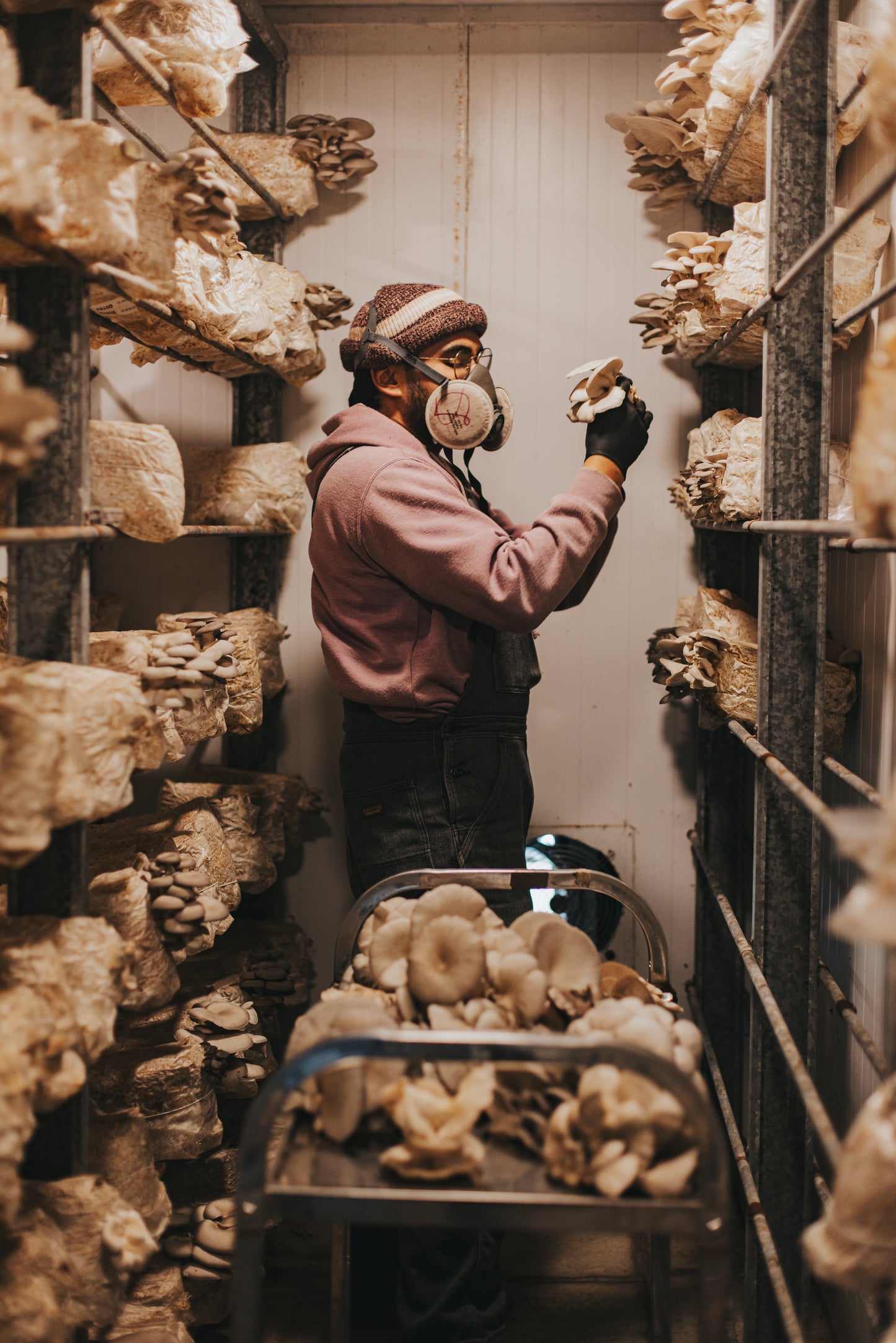 Extracto Shiitake - Sistema Inmune e Inflamación